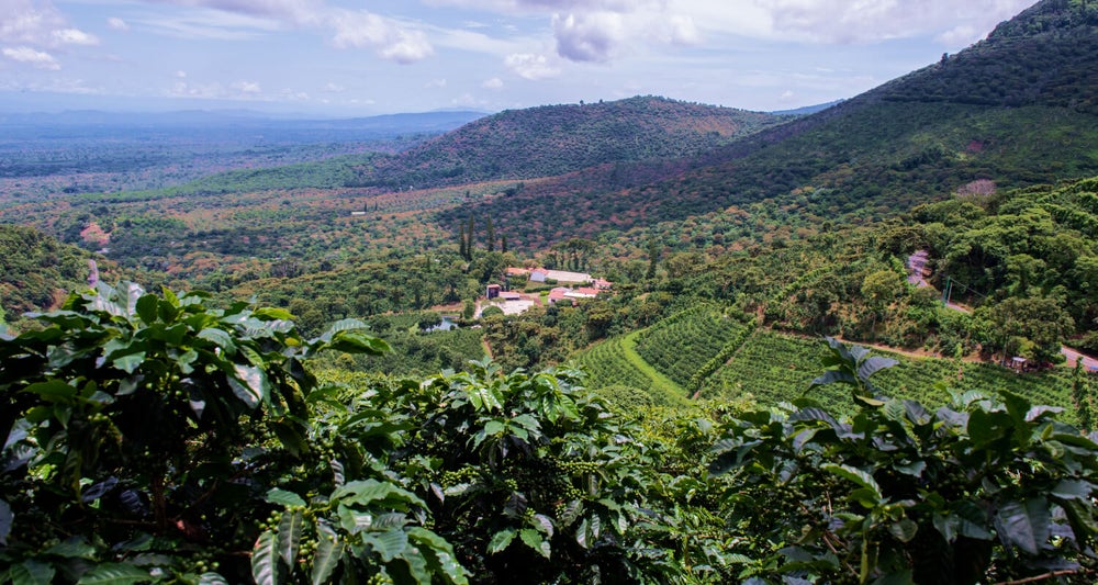 El Salvador Coffee Guide: Flavor Characteristics and Growing Regions