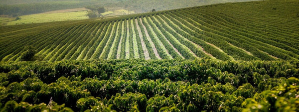 Best imported coffee beans in India     (2026 guide)