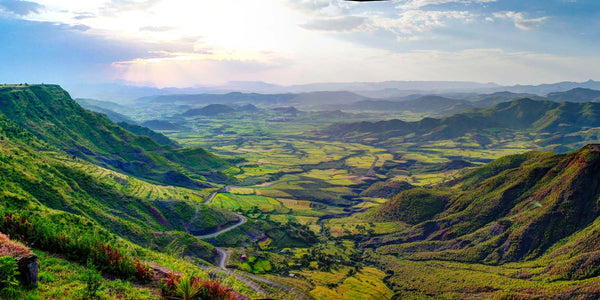 Ethiopian Coffee Guide: Regions, Processing and Flavor Profiles