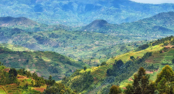 Rwanda vs Ethiopia Coffee: Flavor Profiles Compared