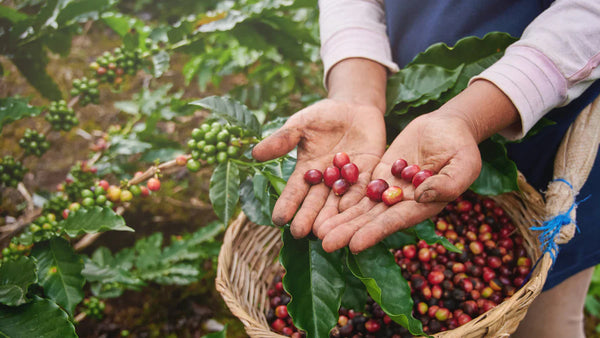 How to choose coffee beans based on your taste preferences